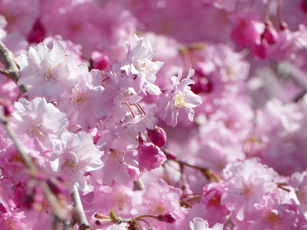 青空と桜