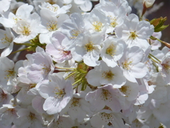 青空と桜