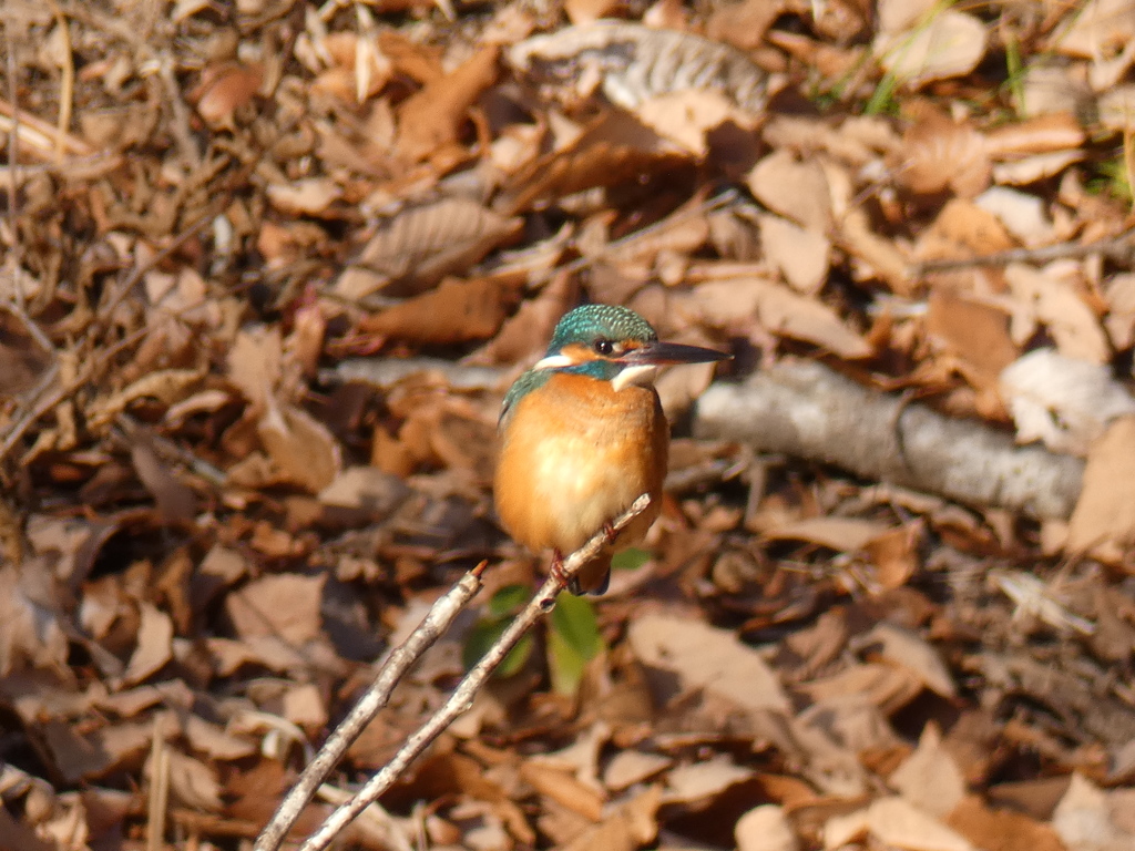カワセミ