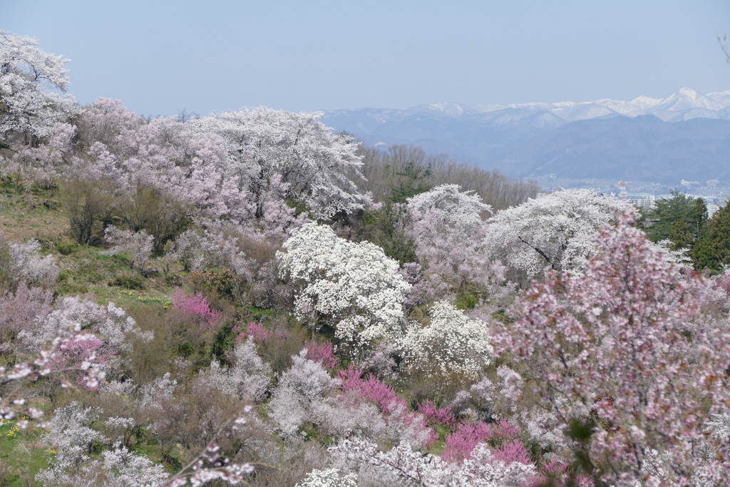 花見山から