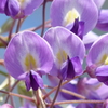 藤の花      