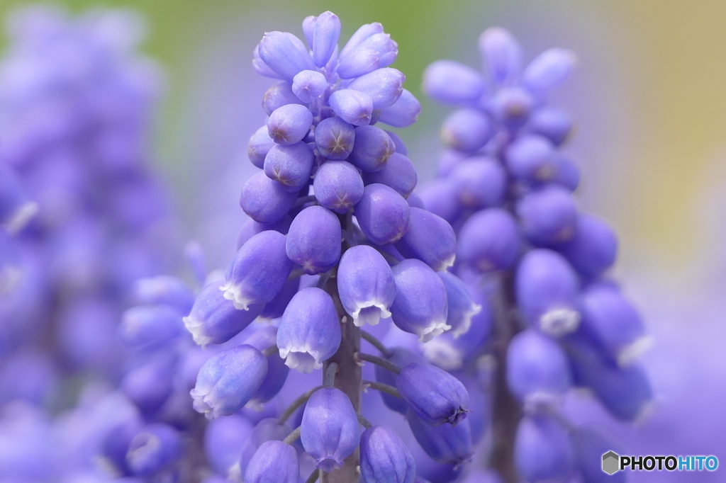 春の花