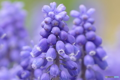 春の花