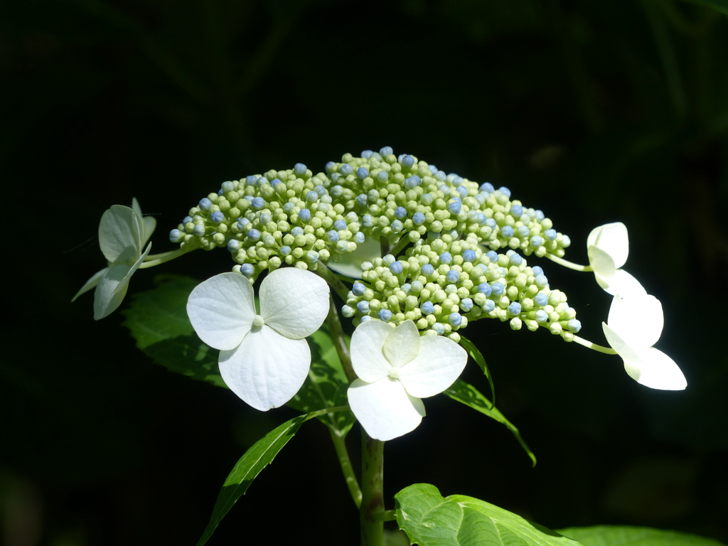 紫陽花