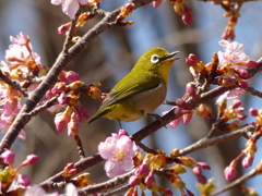 春2(河津桜とメジロ2)