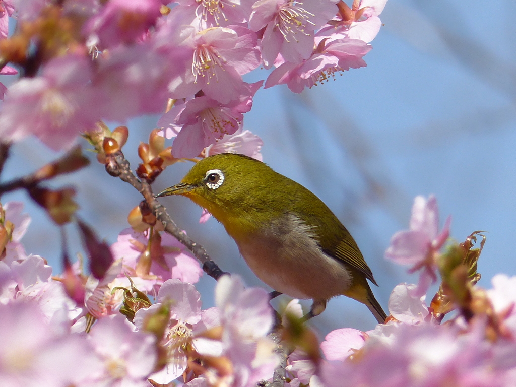 メジロ と桜