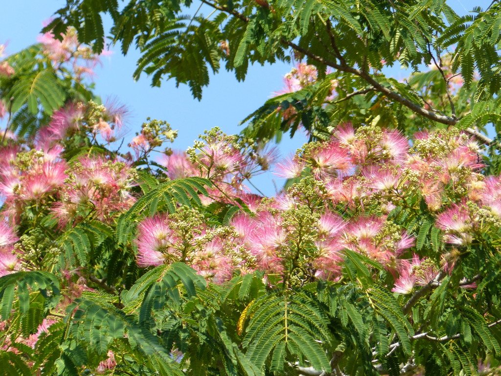 夏の花5(合歓の木)