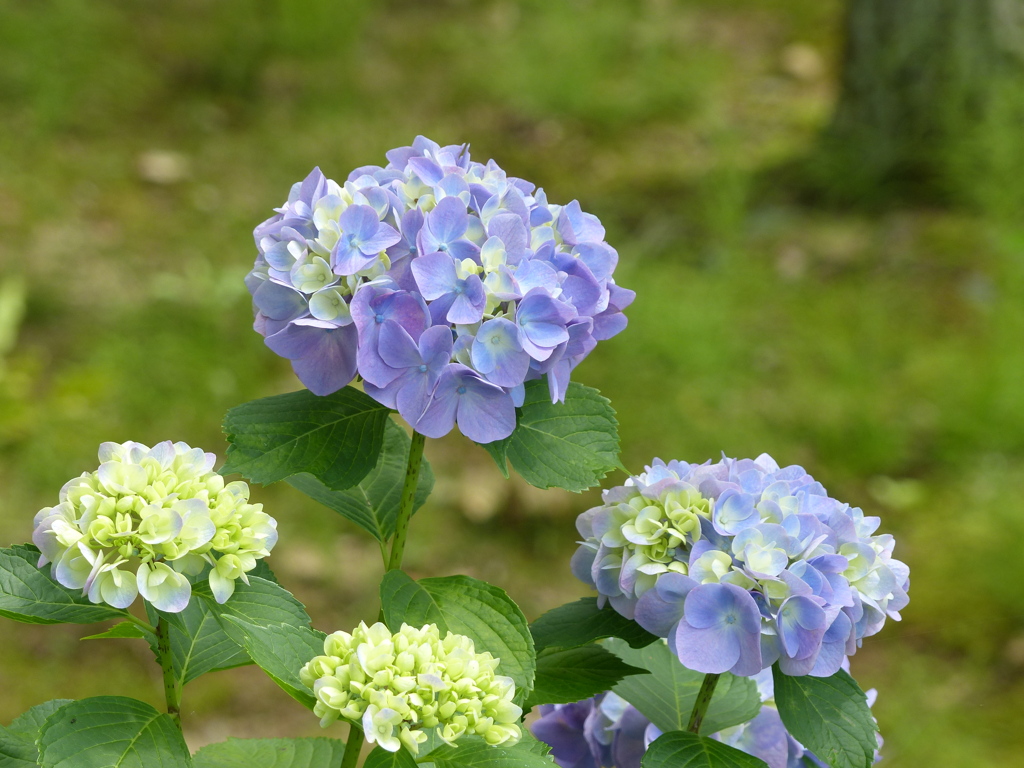 夏の花3(紫陽花)