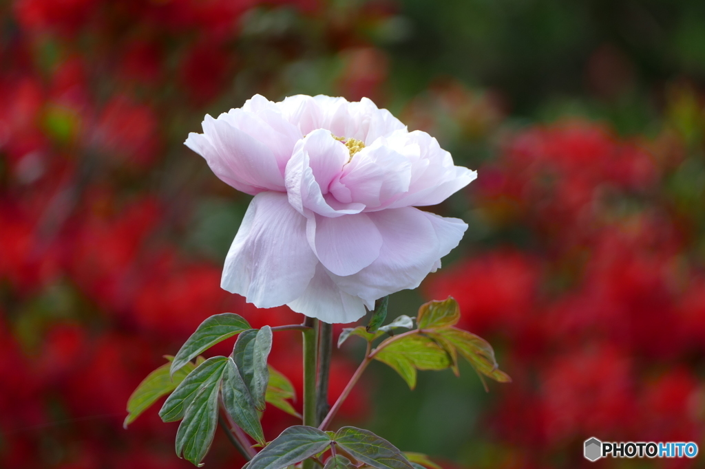 花(散歩の途中に)