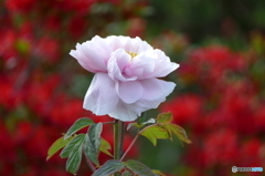 花(散歩の途中に)