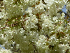 春の花13(桜5)
