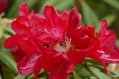 石楠花