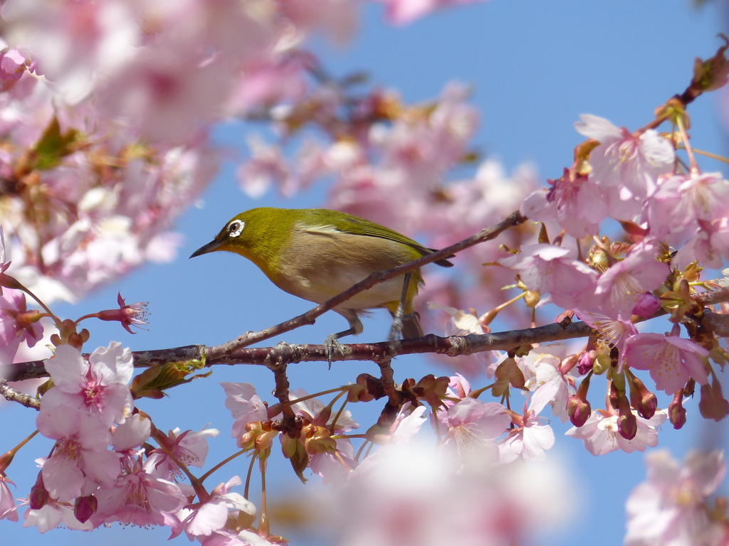 メジロ と桜