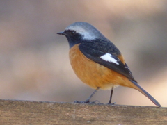 冬の里山で2(ジョウビタキ1)