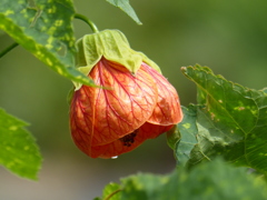 夏に咲く花