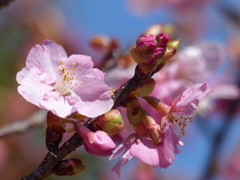 少し春めいて(河津桜)