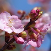 少し春めいて(河津桜)