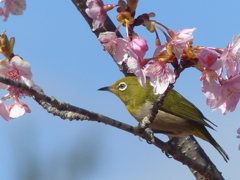 春の里山で1(河津桜とメジロ1)