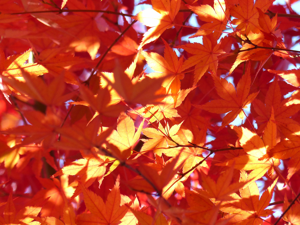 紅葉