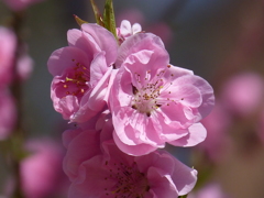 春の花