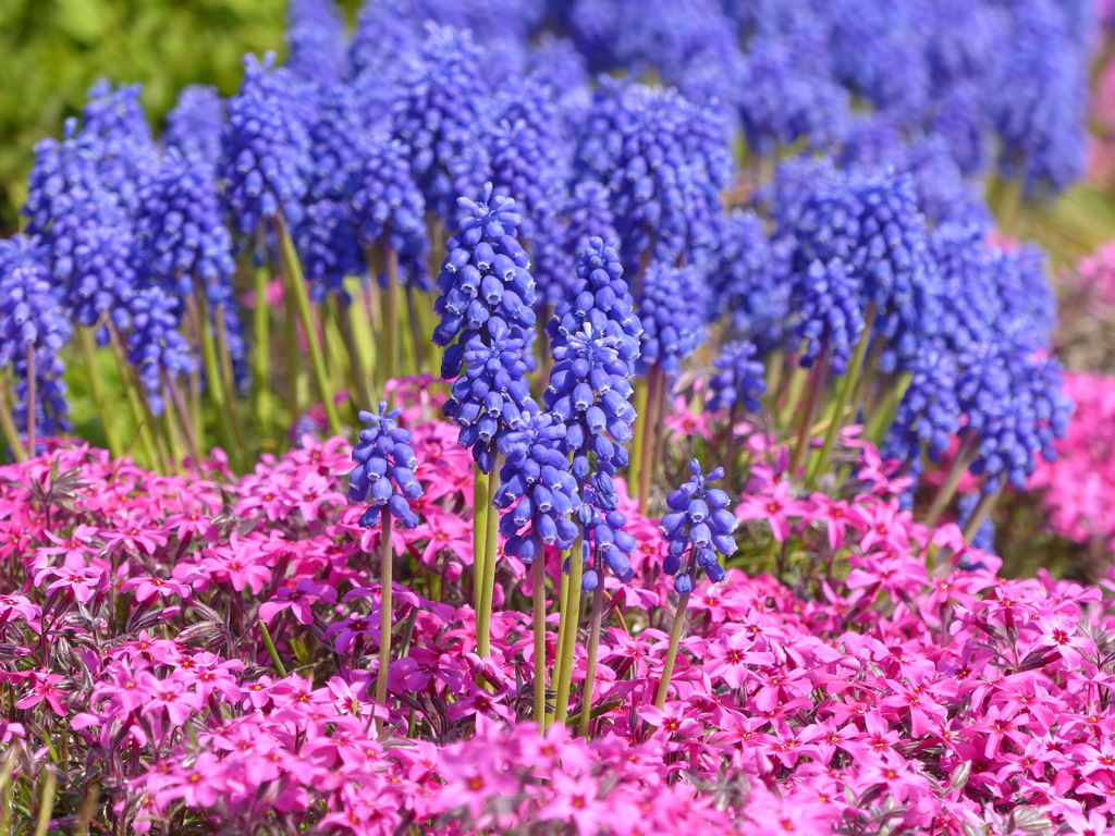 春の花