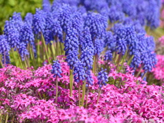 春の花