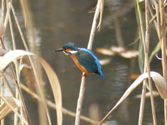 カワセミ