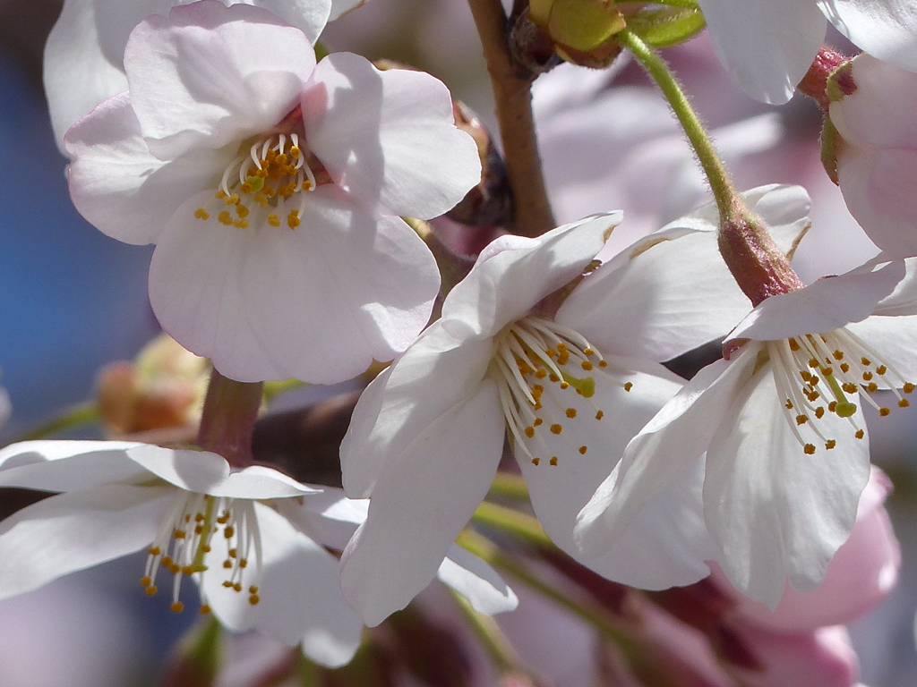 桜