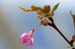 河津桜