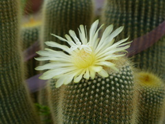 夏の花2(サボテンの花)