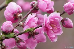 花桃