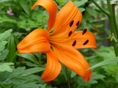 夏の花2(百合の花)