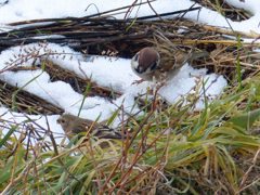 雪の朝(ベニマシコ)
