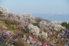 早朝の花見山