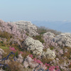 早朝の花見山