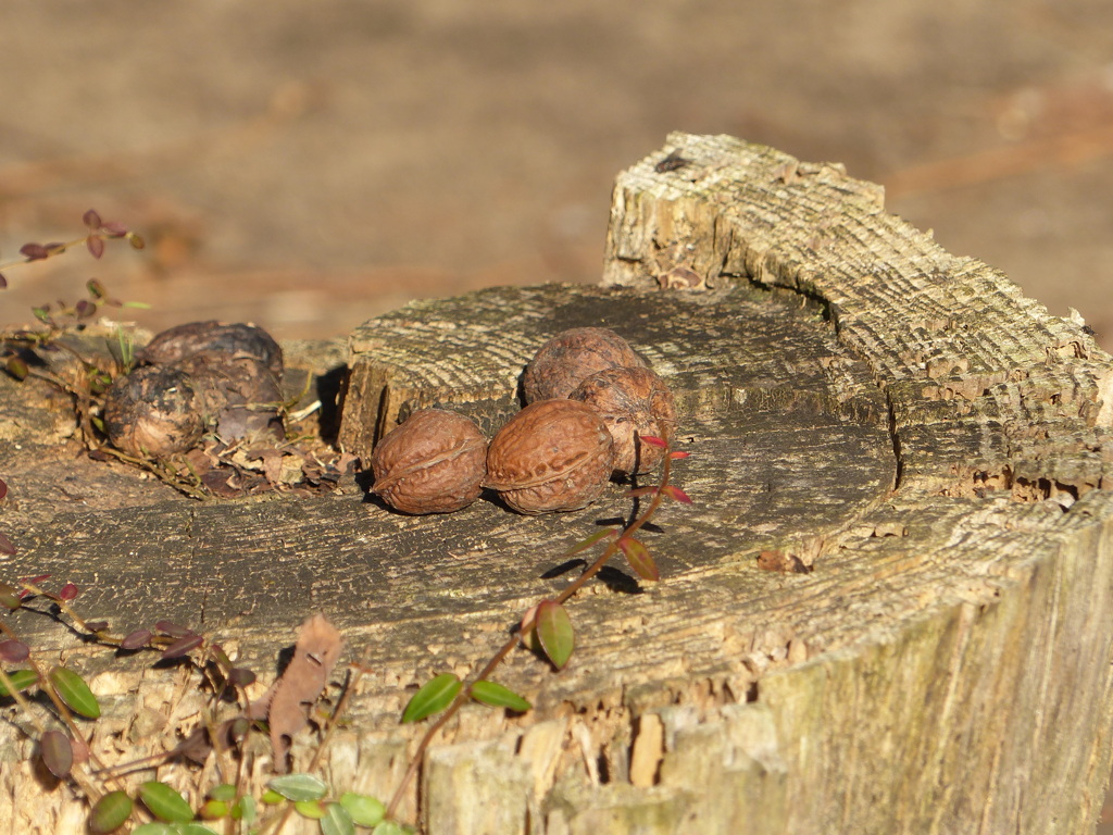 秋の日に(森のクルミ）