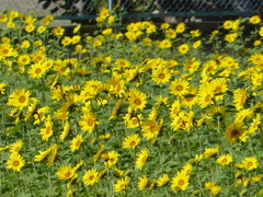 秋散歩の途中に1( 十月のひまわり)