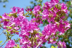 花畑で