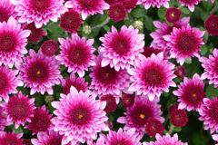 菊