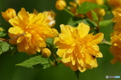 花(散歩の途中に)