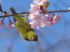 春の里山で2(河津桜とメジロ2)