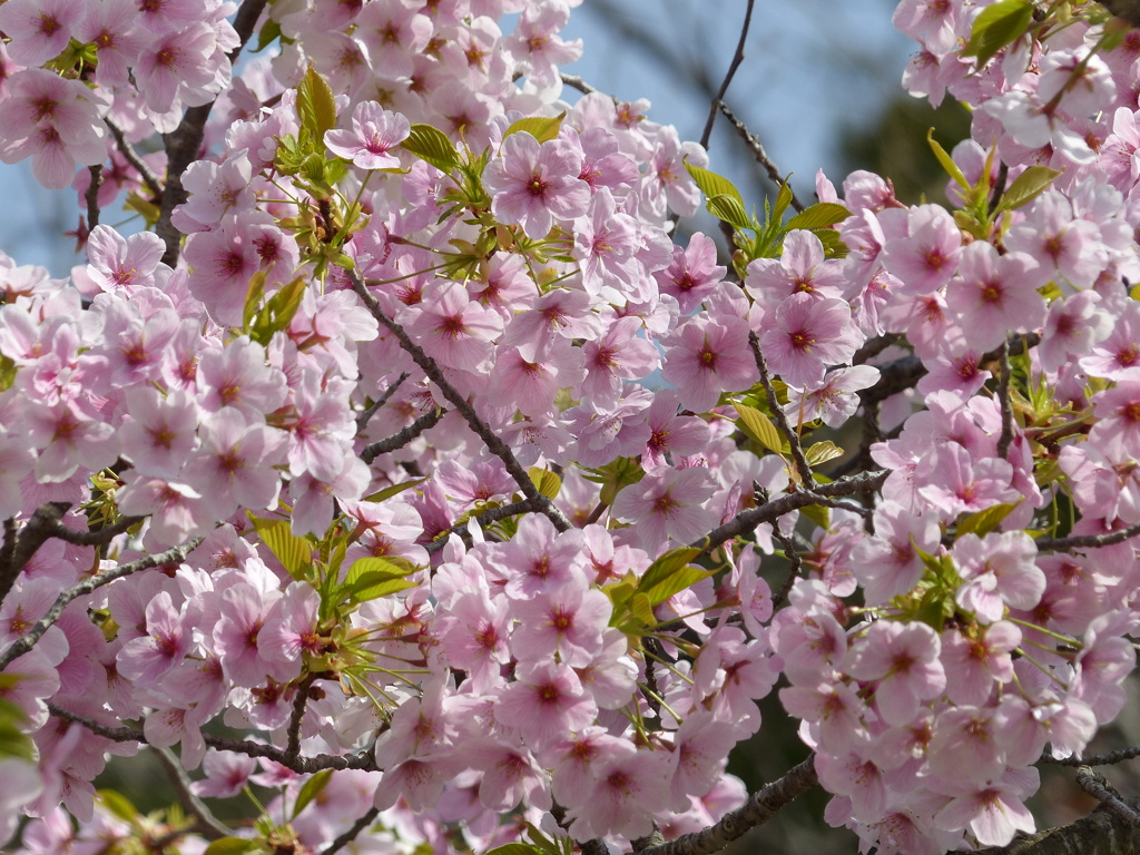 春の花4(桜4)