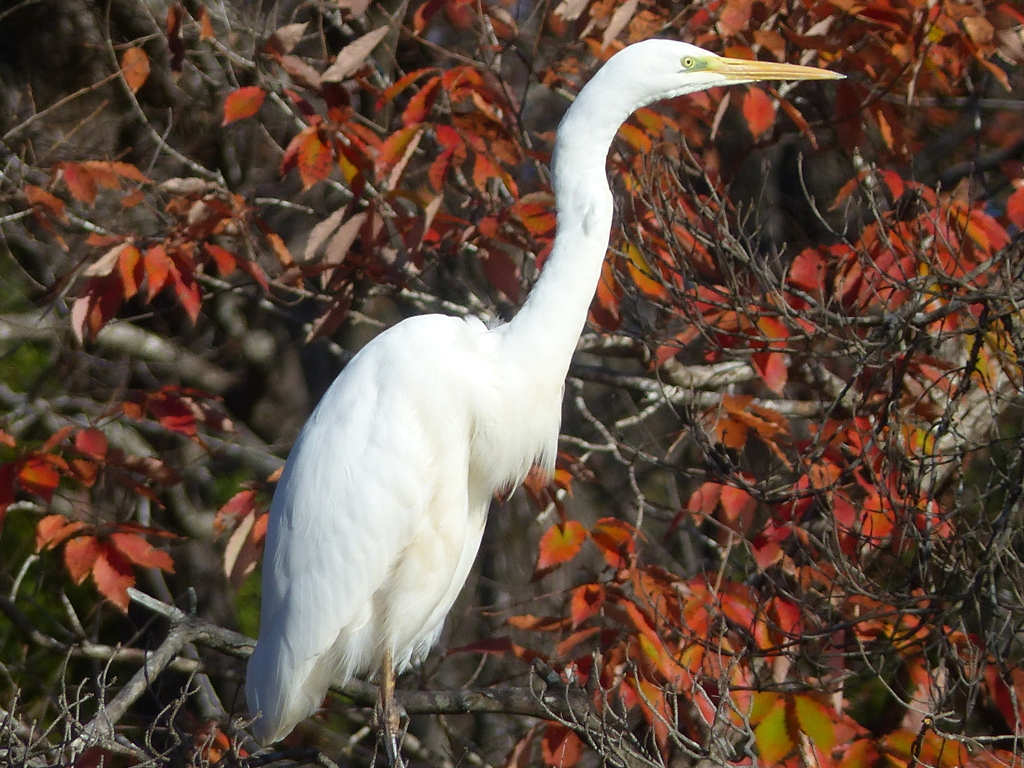冬の里山で(白鷺）