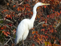 冬の里山で(白鷺）