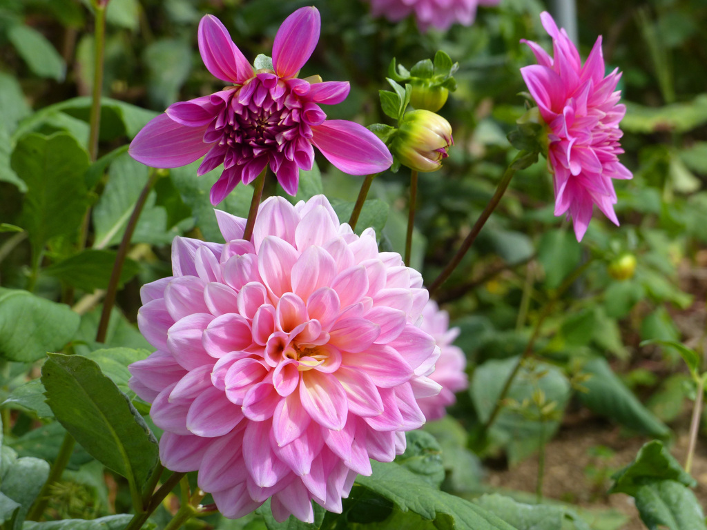 秋の花1