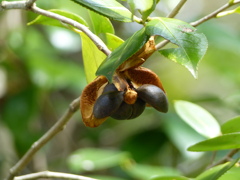 秋の里山で2(椿の実)