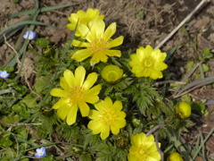春の花