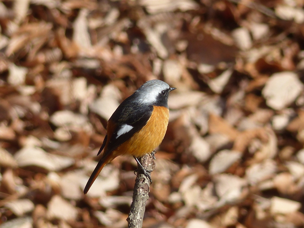 冬の里山で2(ジョウビタキ1)