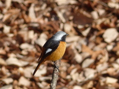 冬の里山で2(ジョウビタキ1)