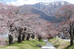 観音寺川の桜